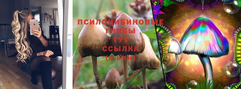 Галлюциногенные грибы Psilocybe  OMG маркетплейс  дарк нет как зайти  Калуга 